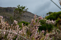 Erica perspicua perspicua