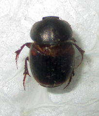 Onthophagus quadrimaculatus