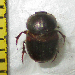 Onthophagus quadrimaculatus