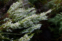 Erica perspicua perspicua