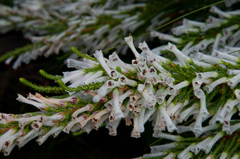 Erica perspicua perspicua