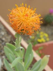 Kleinia galpinii