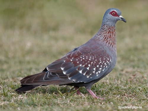Speckled Pigeon