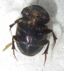 Onthophagus quadrimaculatus
