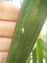 Laminicoccus flandersi