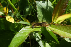 Malacosoma alpicolum