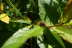 Malacosoma alpicolum