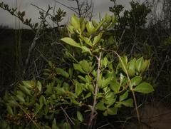 Searsia laevigata laevigata