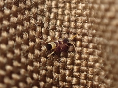 Orchesella spectabilis