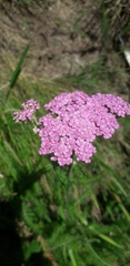 Achillea asiatica