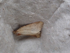 Photedes minima