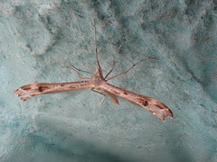 Stenoptilia bipunctidactyla