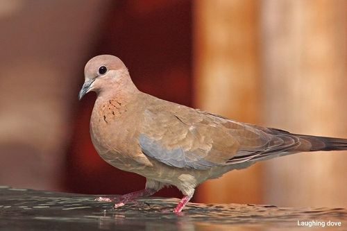 Laughing Dove