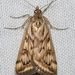 Alfalfa Webworm Moth - Photo (c) Jim Johnson, some rights reserved (CC BY-NC-ND), uploaded by Jim Johnson
