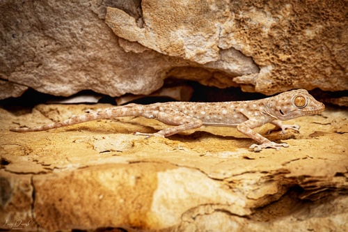 Sinai Fan-fingered Gecko