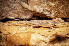 Ptyodactylus guttatus