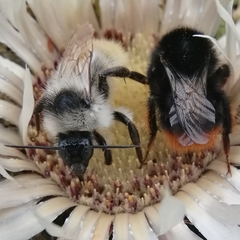 Bombus mesomelas