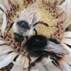 Bombus mesomelas