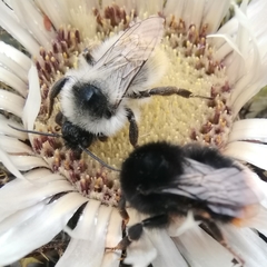 Bombus mesomelas