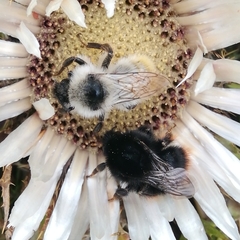 Bombus mesomelas