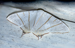 Ourapteryx sciticaudaria
