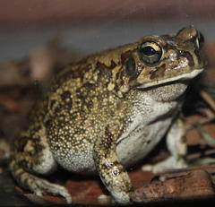 Sclerophrys garmani