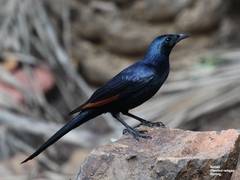 Onychognathus blythii