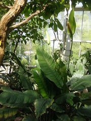 Spathiphyllum cochlearispathum