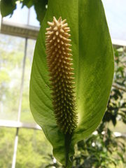 Spathiphyllum cochlearispathum