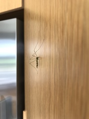 Discobola tessellata