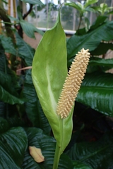 Spathiphyllum cochlearispathum