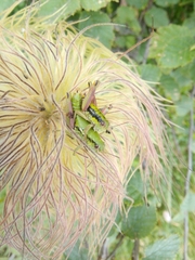 Epipodisma pedemontana