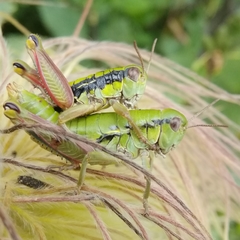 Epipodisma pedemontana