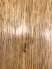 Discobola tessellata