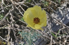 Argemone aenea