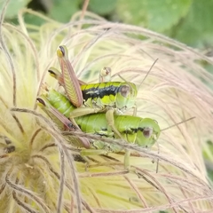 Epipodisma pedemontana