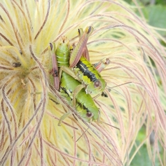 Epipodisma pedemontana