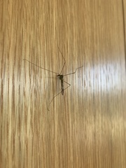 Discobola tessellata