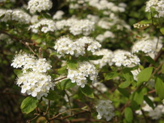 Spiraea ouensanensis