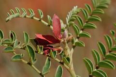 Indigofera oxytropis