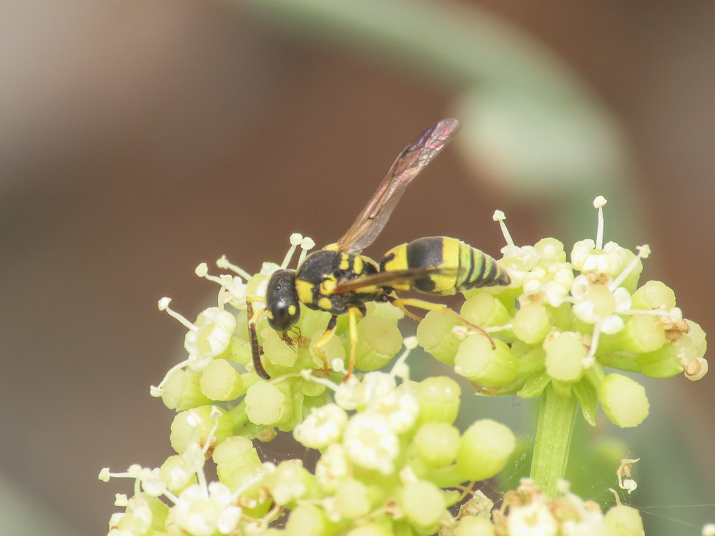Stenodynerus fastidiosissimus