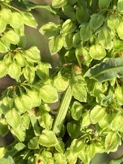 Rumex pseudonatronatus