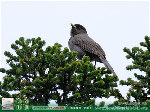 Sichuan Jay (Perisoreus internigrans) · iNaturalist