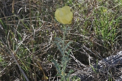 Argemone aenea