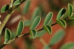 Indigofera oxytropis