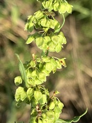 Rumex pseudonatronatus