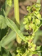 Rumex pseudonatronatus