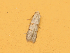 Symmocoides oxybiella