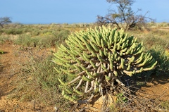 Euphorbia esculenta