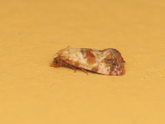 Neocochylis millierana